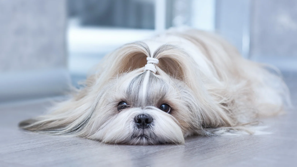 Pets in Tiny Homes: Here’s How to Make It Work!